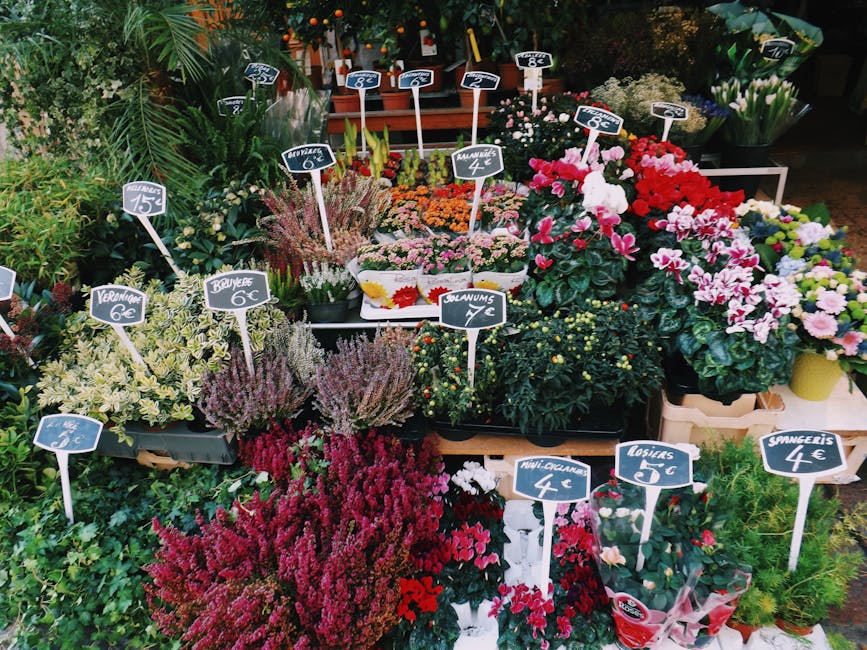A vibrant display of various potted flowers and floral arrangements at a flower shop, showcasing colorful blooms such as pink and white cyclamens, purple heathers, and yellow daffodils. The flowers ar