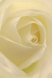 This detailed view centres you gently inside the blossoming heart of an ivory rose, as if enveloped in softness within a Hanwell living room after a gentle rain. The tightly spiraled petals, creamy and almost feather-like, seem to glow with a subtle light, their texture reminiscent of silk scarves found in local village shops. Shadows drift between the layers, adding a quiet drama and infusing the bloom with a sense of peace and contemplation. The atmosphere is tranquil, evoking the early hours in Churchfield Park or the stillness preceding a heartfelt conversation between friends. The rose's form speaks of reverence and admiration, its nearly translucent outer petals whispering fragility but arranged with sure, skilled hands-familiar to anyone who has visited a true Hanwell florist. There's a delicate, sweet hint to the imagined fragrance, as understated as the charm of a hidden lane off Boston Manor Road. This image not only captures a flower but distills the emotion, sincerity, and artistry sown into every thoughtful arrangement available for local delivery-whether in times of remembrance, expressions of love, or the marking of new beginnings in Hanwell.